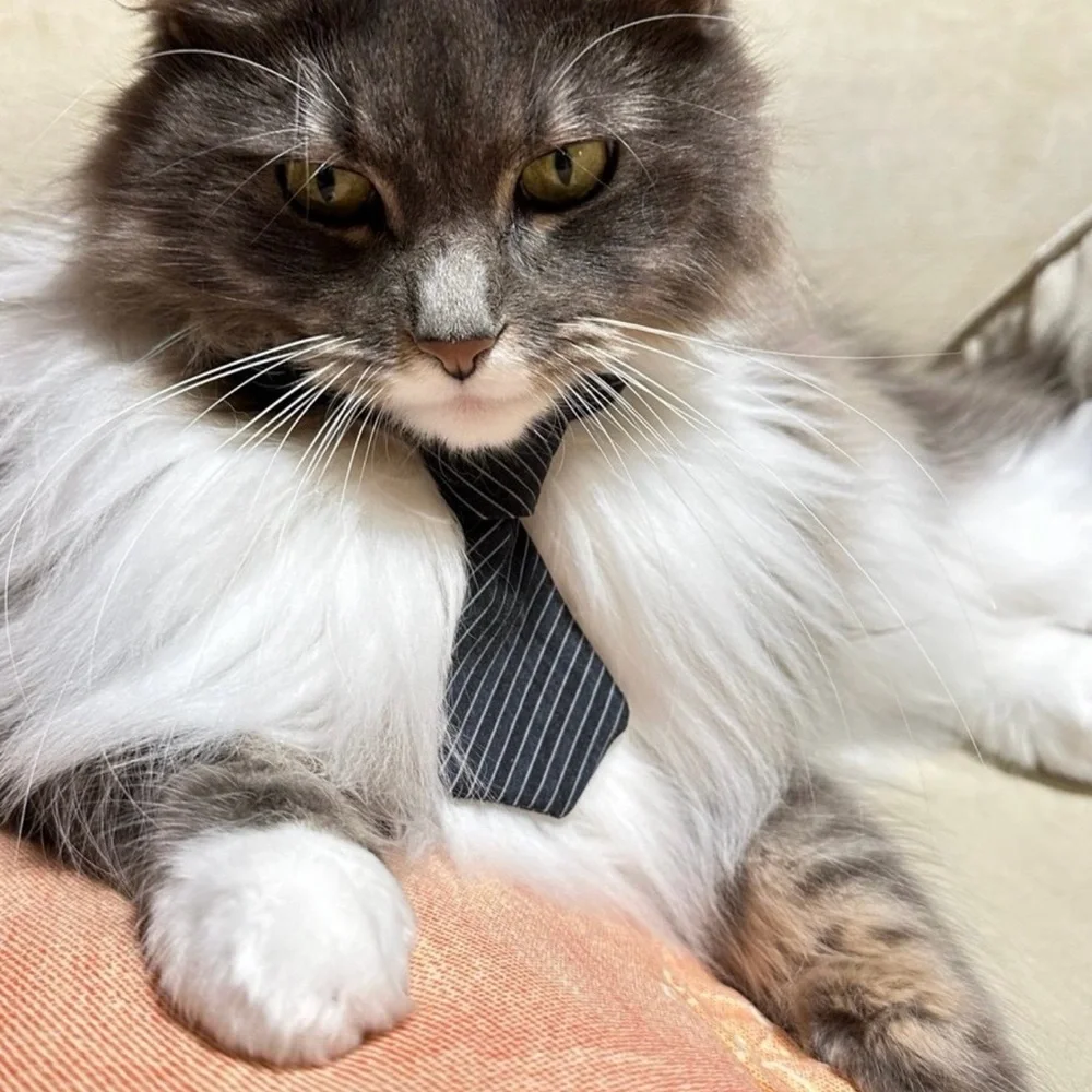 Stylish Black and White Cat Tie